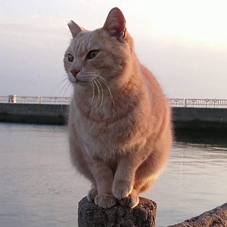 野郎が撮った猫動画 Youtube