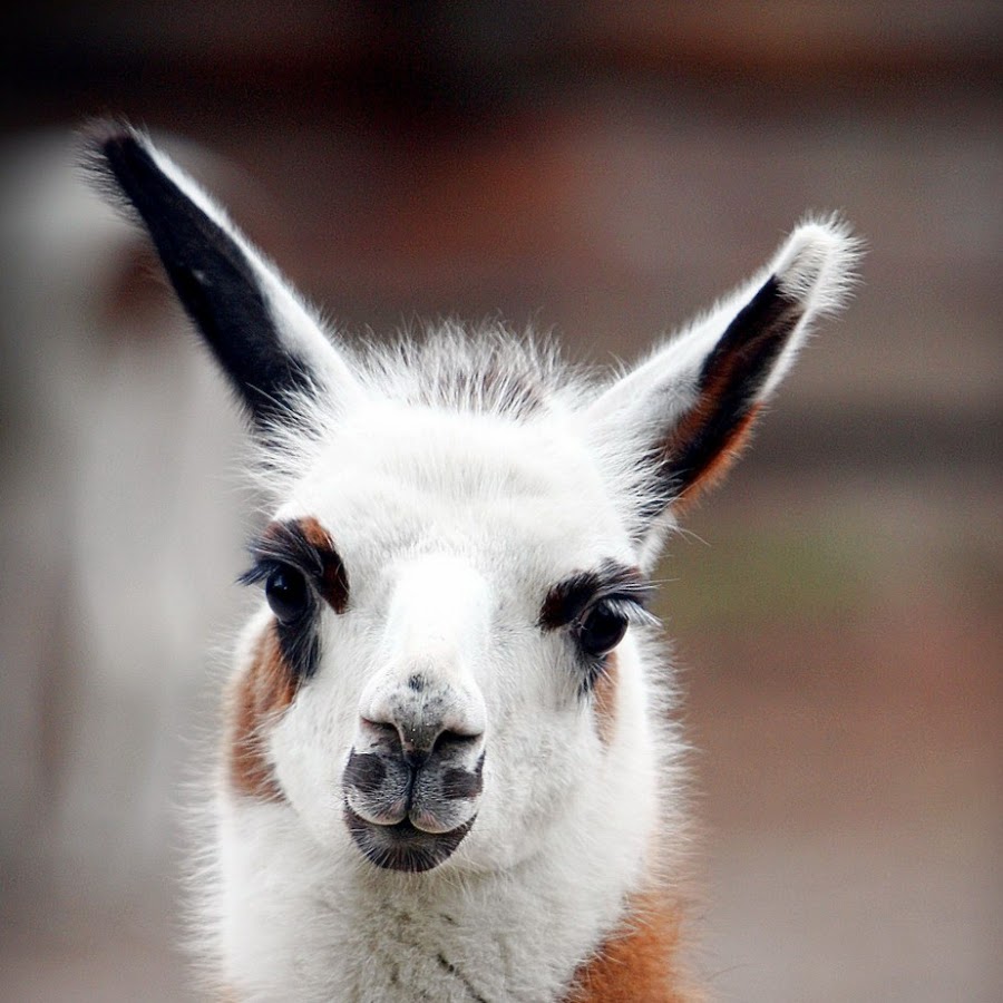 Лама оле нидал 2023. Лама оле нидал в молодости. Маленький далай лама. Далай лама 14 в молодости. Лама молодость.