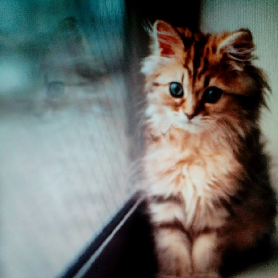 Кит мяу. Мяу мясо. Кит ты маму мав. Кит тф маму мав. Кит мяу.