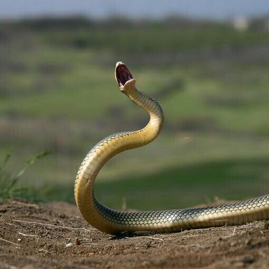 Желтобрюх фото. Полоз змея желтобрюхий. Желтобрюхий Каспийский полоз. Желтобрюх — это Каспийский полоз. Желтобрюхий полоз (желтобрюх).