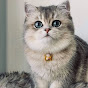 かわいい猫 - Kawaī neko TV