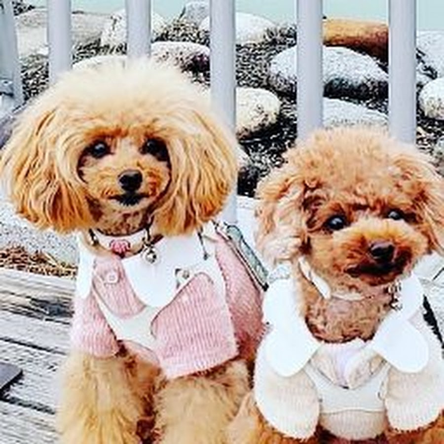 ここみか Youtube