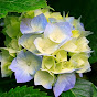 thomas flowers YouTube Profile Photo