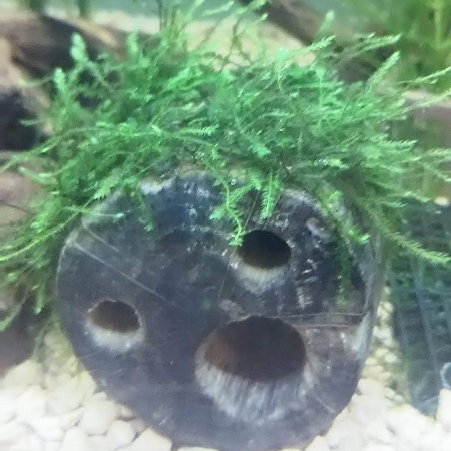 Moti Aquarium Ch Youtube