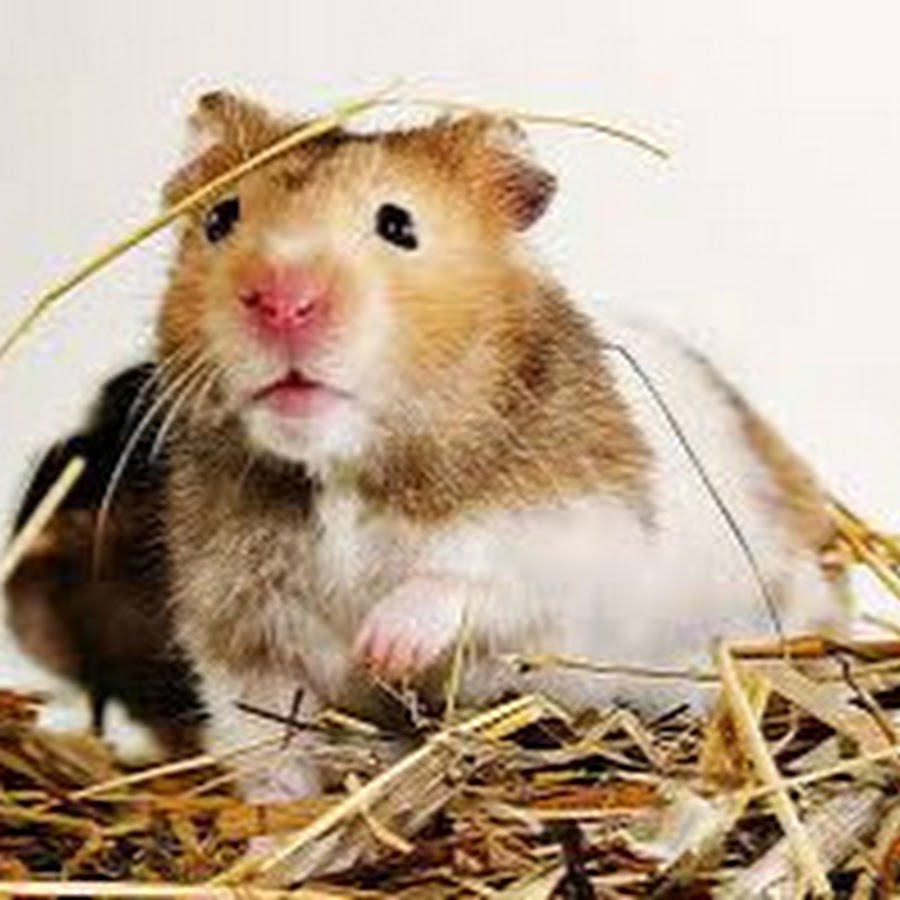 Hamster combat 11. 08. Боевой хомяк. 08. 08.