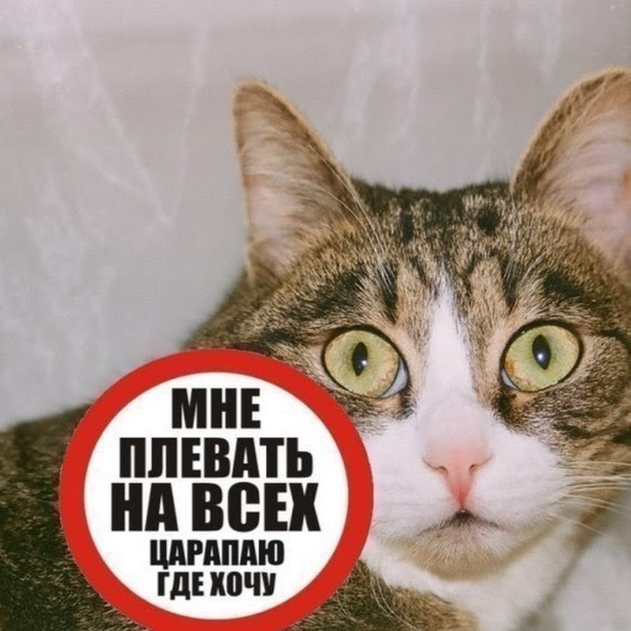 Стоп кот. Стоп котик. Плевать на всех кот. Котик плюет. Котик харкнул.