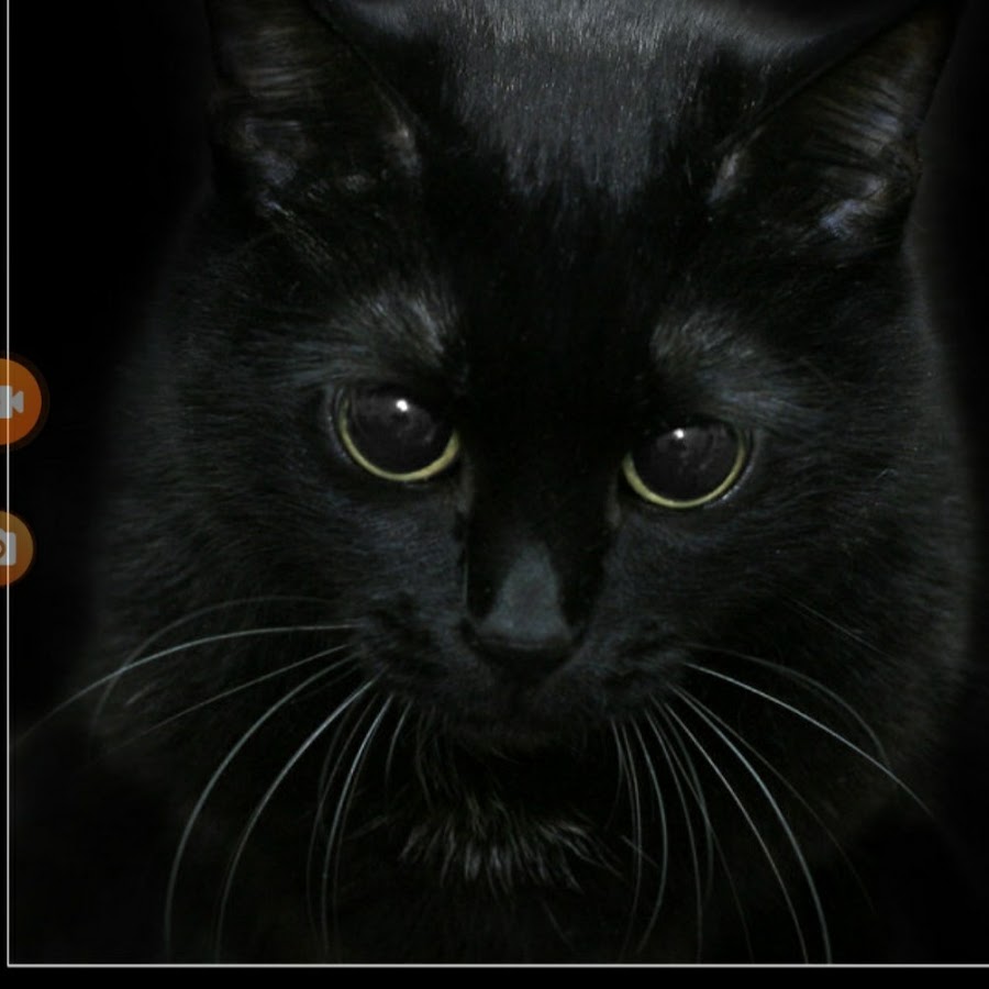 Белый галстук у черного кота 7 букв. Чёрный кот. Чёрный. Черный кот картинки. Кошечка черная.