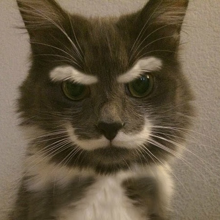 Строгий кот