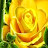 YellowRoseforTexas