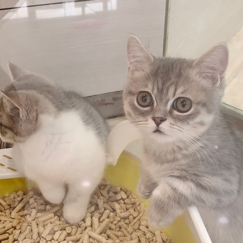 柚蔻 - 網紅的藏寶箱 