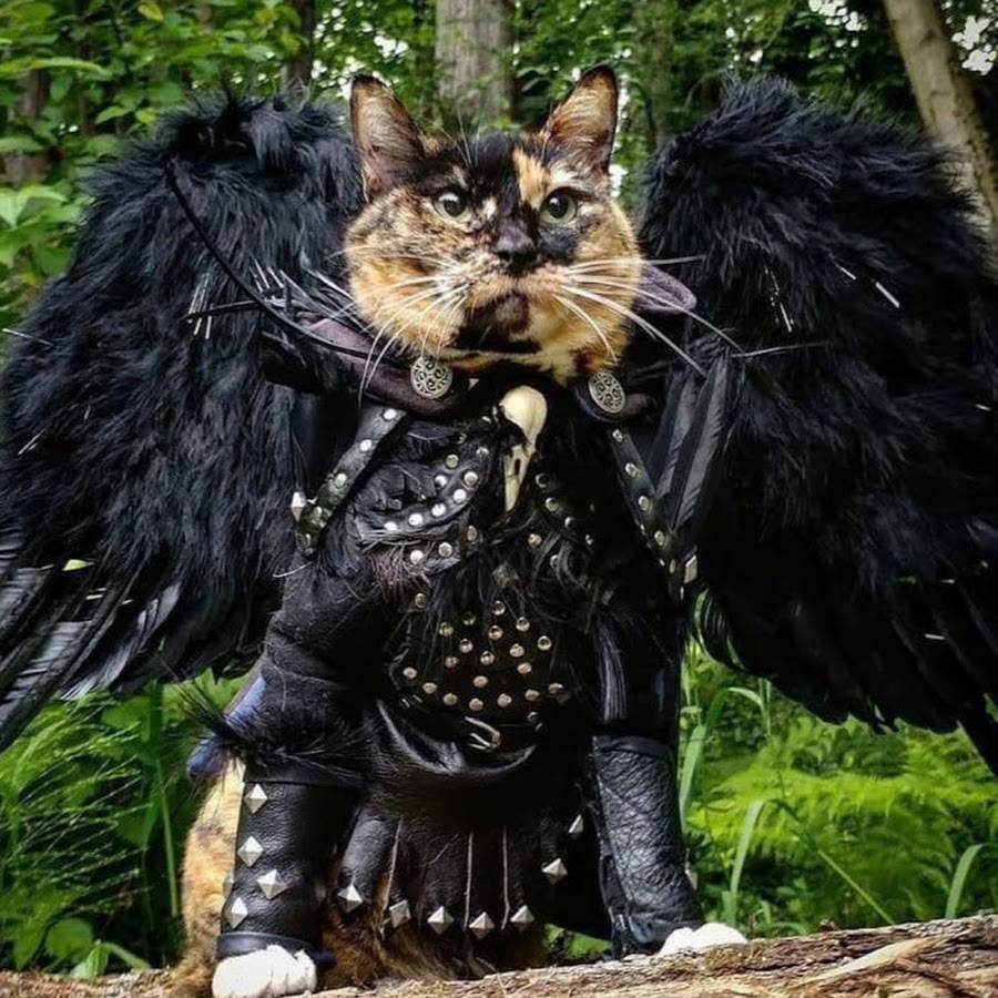 Котик ангел