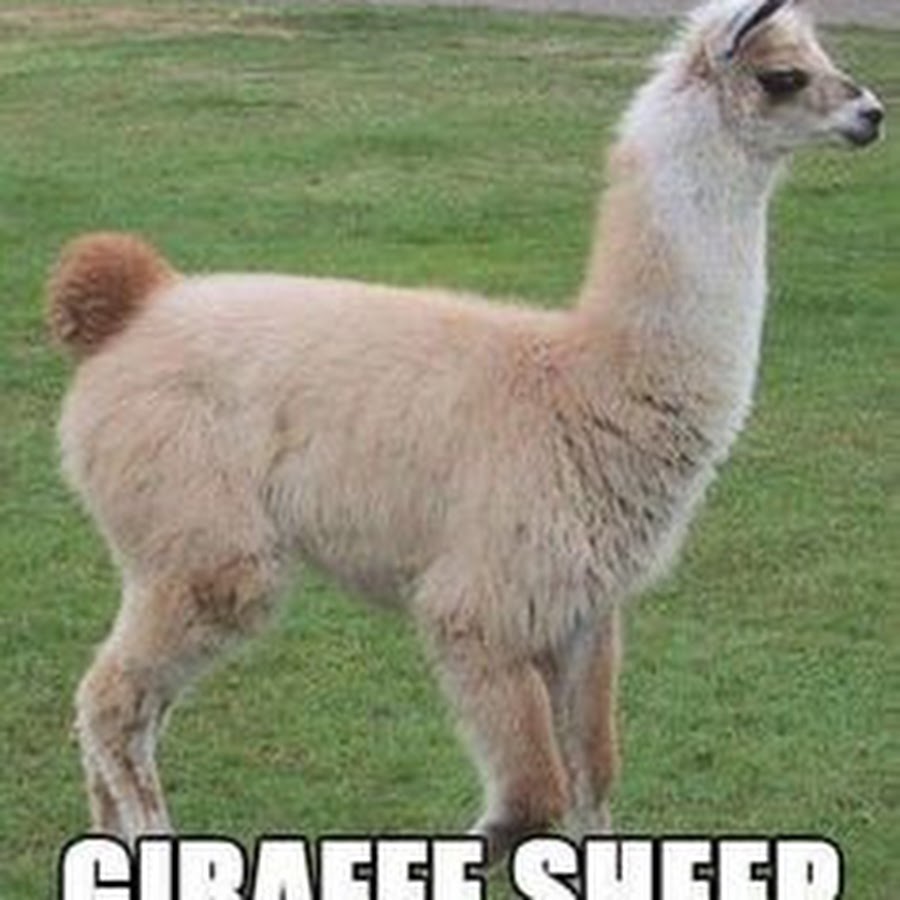 Гибрид верблюда и ламы. Ездовые ламы. Openai gpt-4 логотип. Лама викунья. Эль пако лама.