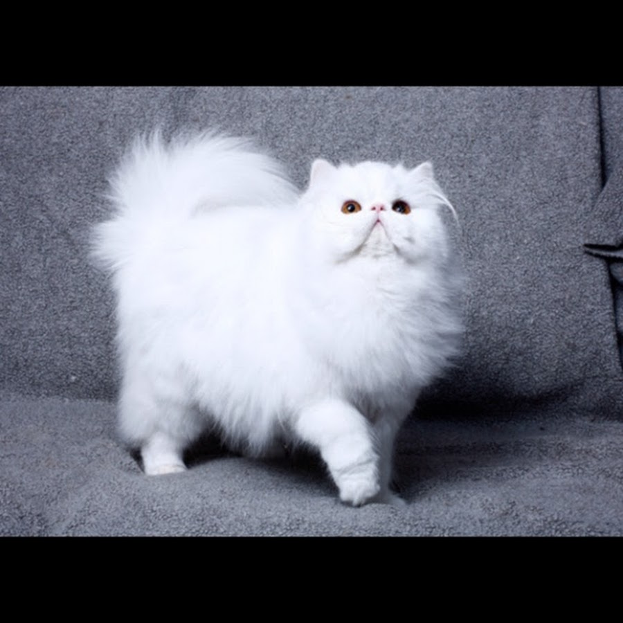 Экзот экстремал длинношерстный. Длинношёрстная персидская кошка рыжий. Персидская длинношерстная кошка. Персидская шиншилла экзот. Персидская длинношерстная шиншилла.