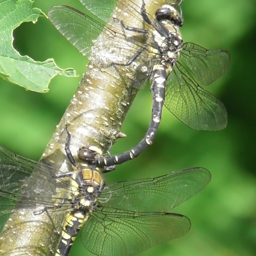 勝ち虫チャンネル Youtube