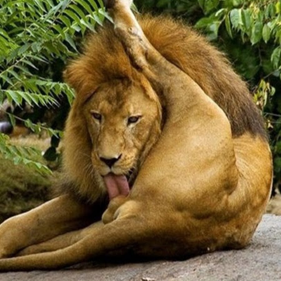 Картинка самолайк слон