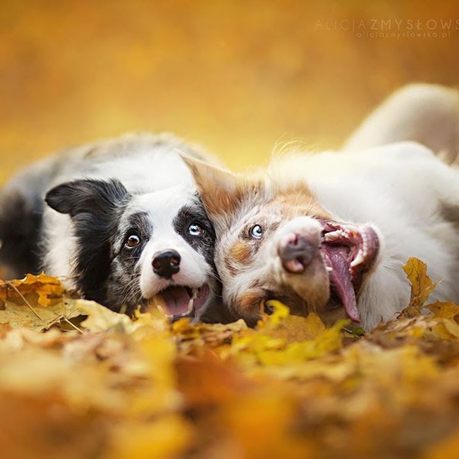 Чем заняться дома на карантине: виртуальные бары и музеи, квест-тренировки и мно