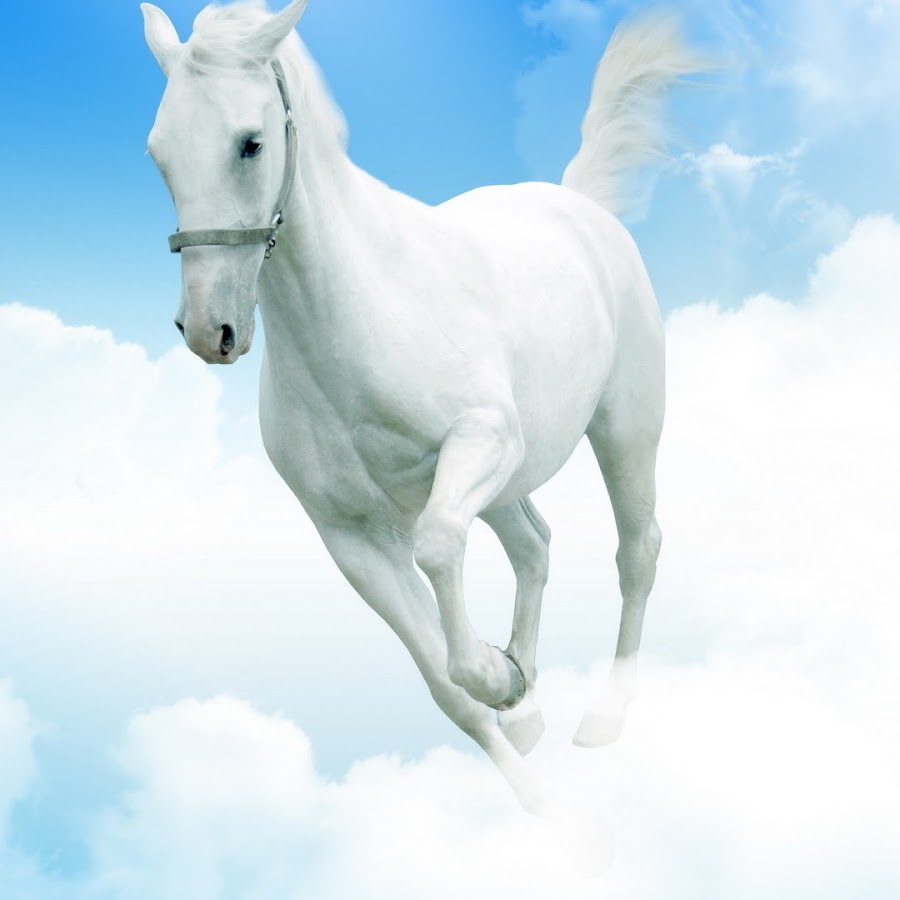 Тувинский всадник. Тортай мінер ақ боз ат. Жүйрік ат. Ақ боз аты. Белый мустанг лошадь.