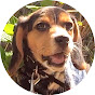 ビーグル犬 ハピちゃん Happy Chan The Beagle