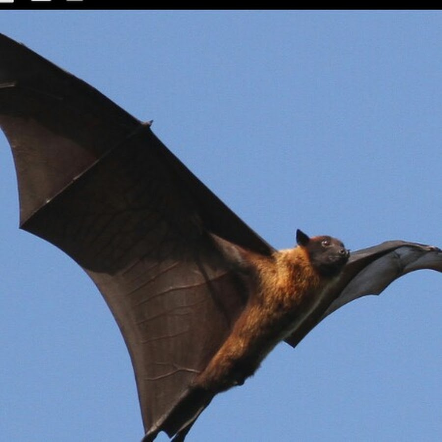 Крыса и летучая мышь. Две летучие. Стая летучих лисиц. Белая летучая лисица альбинос. Две летучие.