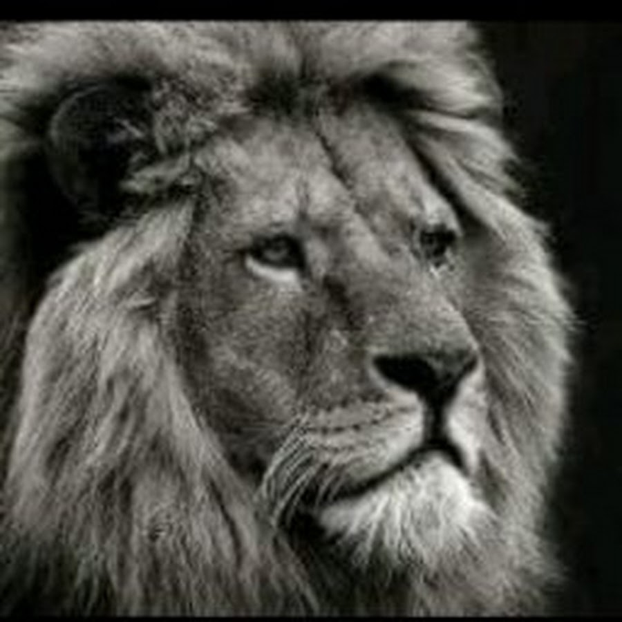 Иисус лев. Лев 124. Лев царь зверей. Кот с короной на голове. Лев 124.