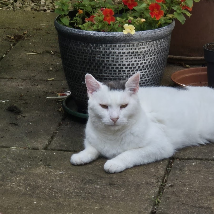 Скотланд форевер. Шотландия навсегда. Герб шотландии. Scotland forever. Scotland forever.