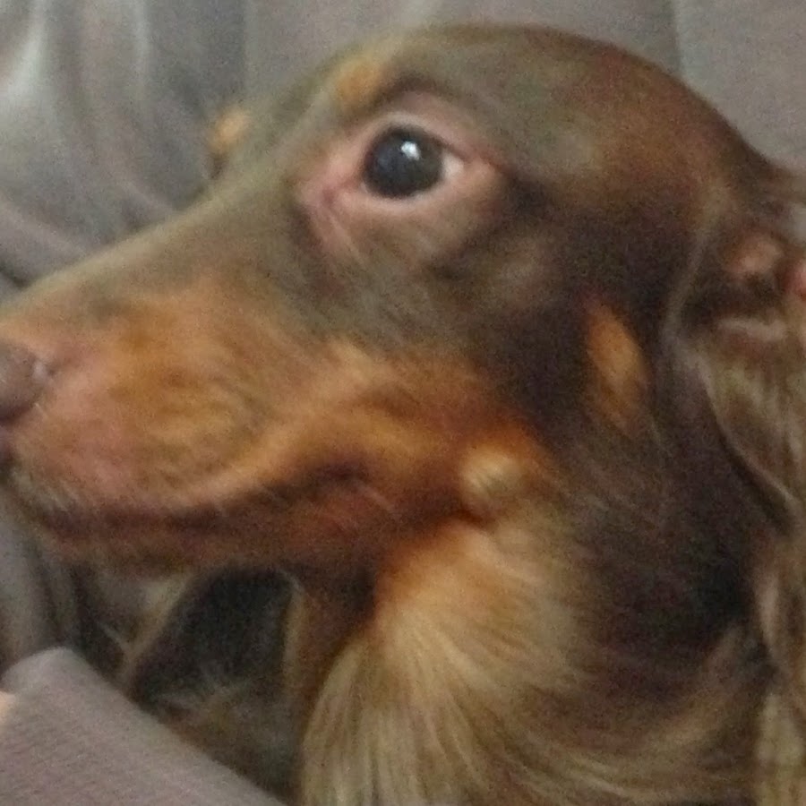 野比のび犬 Youtube