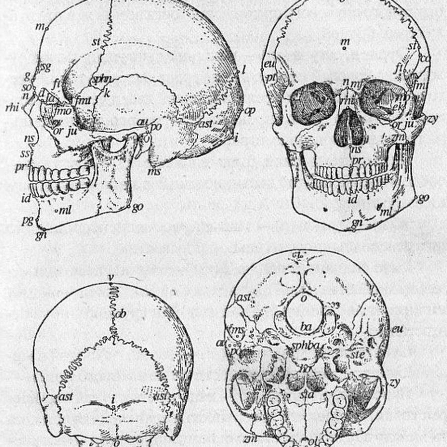 Антропометрические точки черепа человека