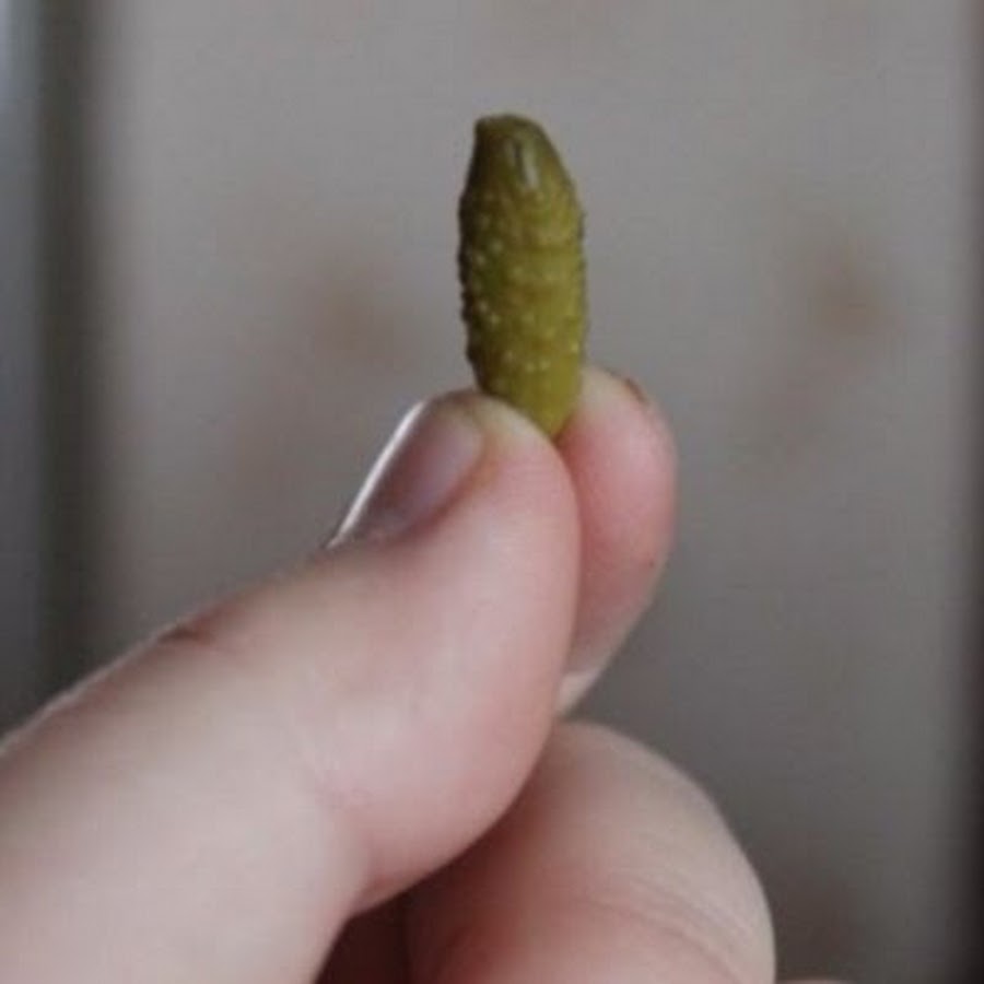 Micro penis. Маленький корнишон. Корнишон маленький один. Очень маленький огурец.