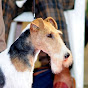 Où Peut-on faire confirmer son chien ?