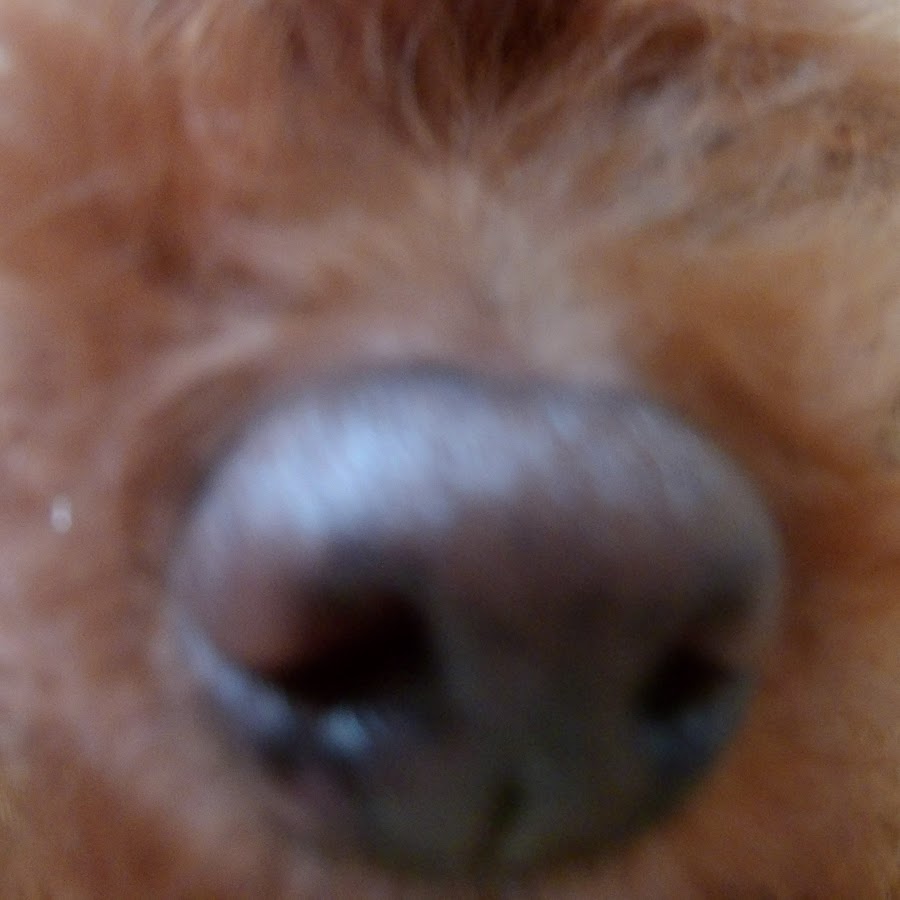 まる犬日記ゴールデンレトリバーとラブラドールとトイプードル Youtube