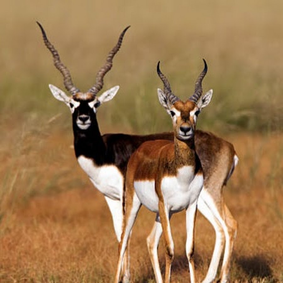 The Black Buck.