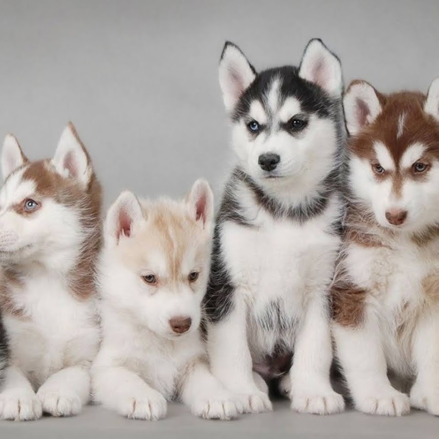 какие щенки хаски. сибирский хаски фото. хаски собака хаски. какие щенки хаски. сибирский хаски расцветки.