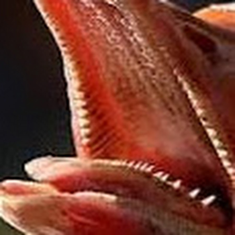 челюсти покрыты роговыми пластинами у