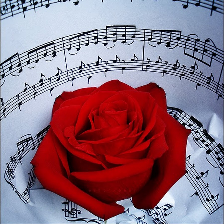 Современная трогательная песня. Цветы для музыканта. Красивые цветы с нотками. Ноты и цветы. Розы и Ноты.