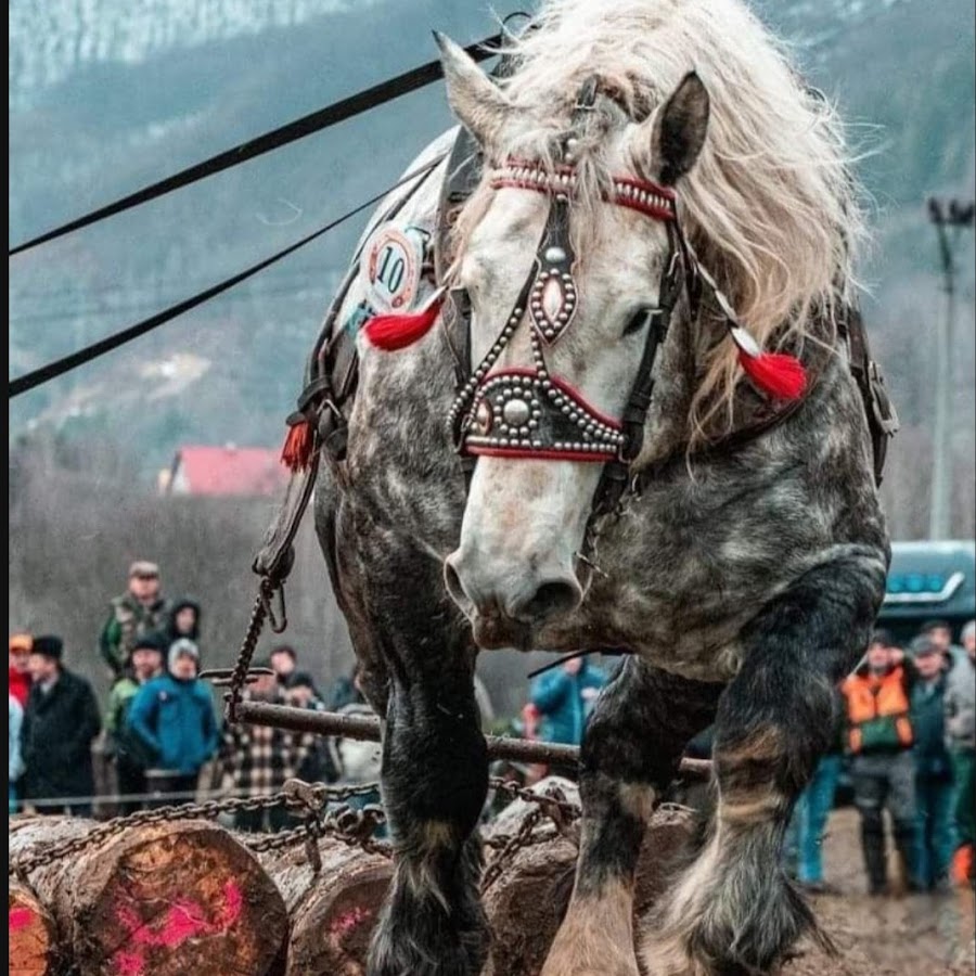 I only like. I only like. That me футболка. I only date guys with tattoos shirt. Be yourself картинки.