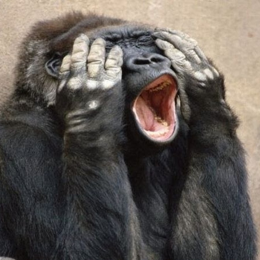 Картина обезьяна держится за голову