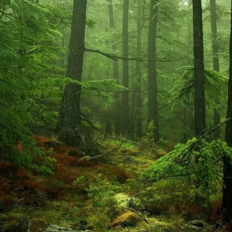 Плокстерский лес