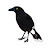 Anna Kraft Avatar