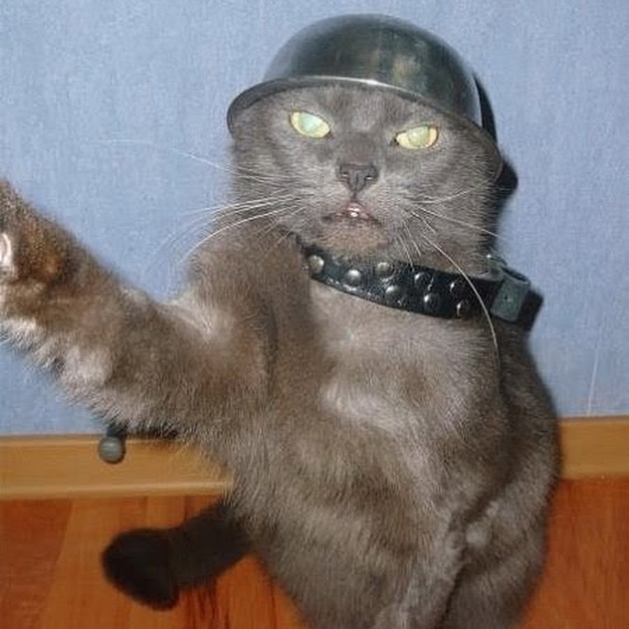 Кот кидает зигу. Кот кидает зигу. Котик кидает зигу. Зигующий кот. Зигующий кот.