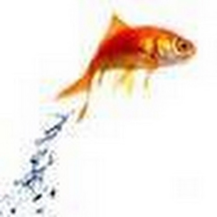 Видео плавающих рыбок для кота. Игрушка рыбка для кошек. Рыбка для кошки. Игрушки рыбка для котов. Рыбки для кошки на экране.