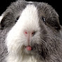 Guinea Pig YouTube Profile Photo