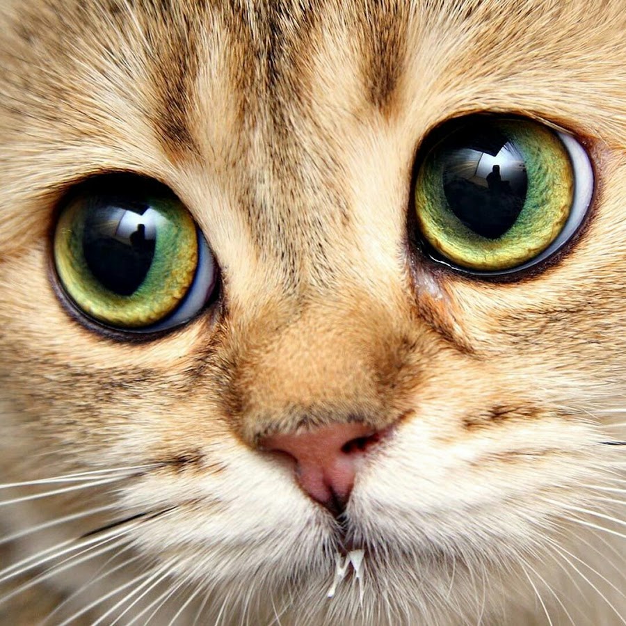 Коты