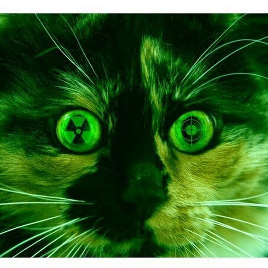 про кошку фотография как его написать. коты с зелеными глазами. зеленый кот. корат (кошка). два зеленых кота.