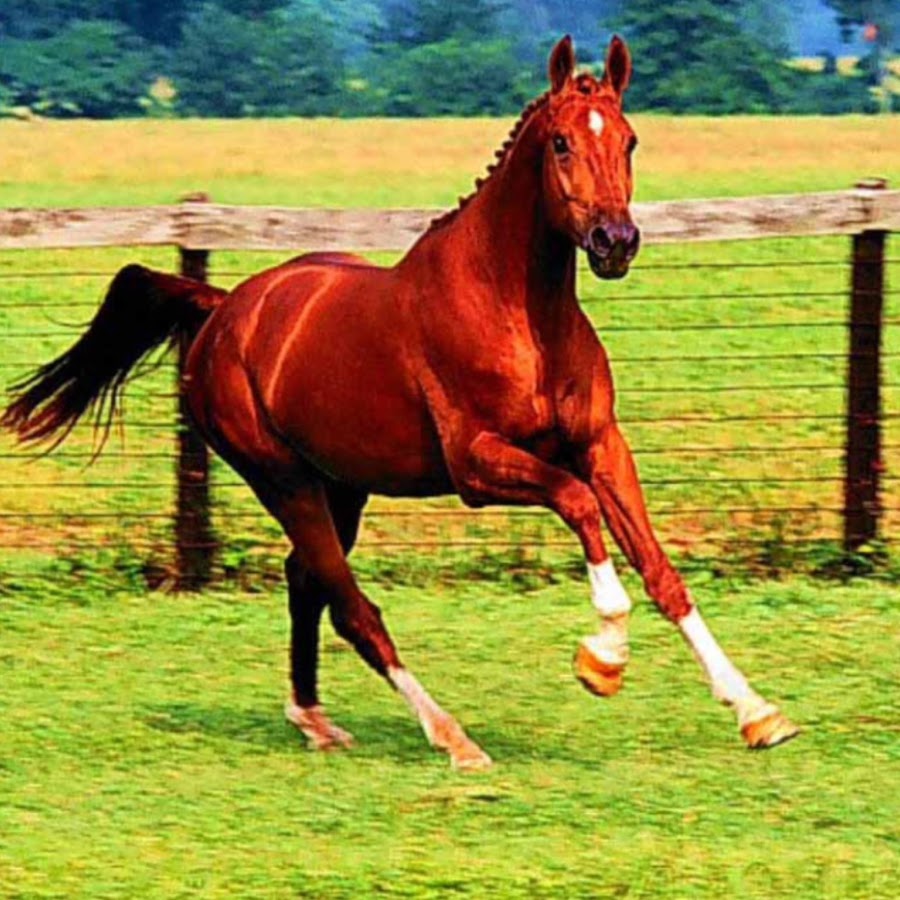 Horses song. Красная лошадь. Красный конь. Рыжая лошадь. Лошадь красного цвета.