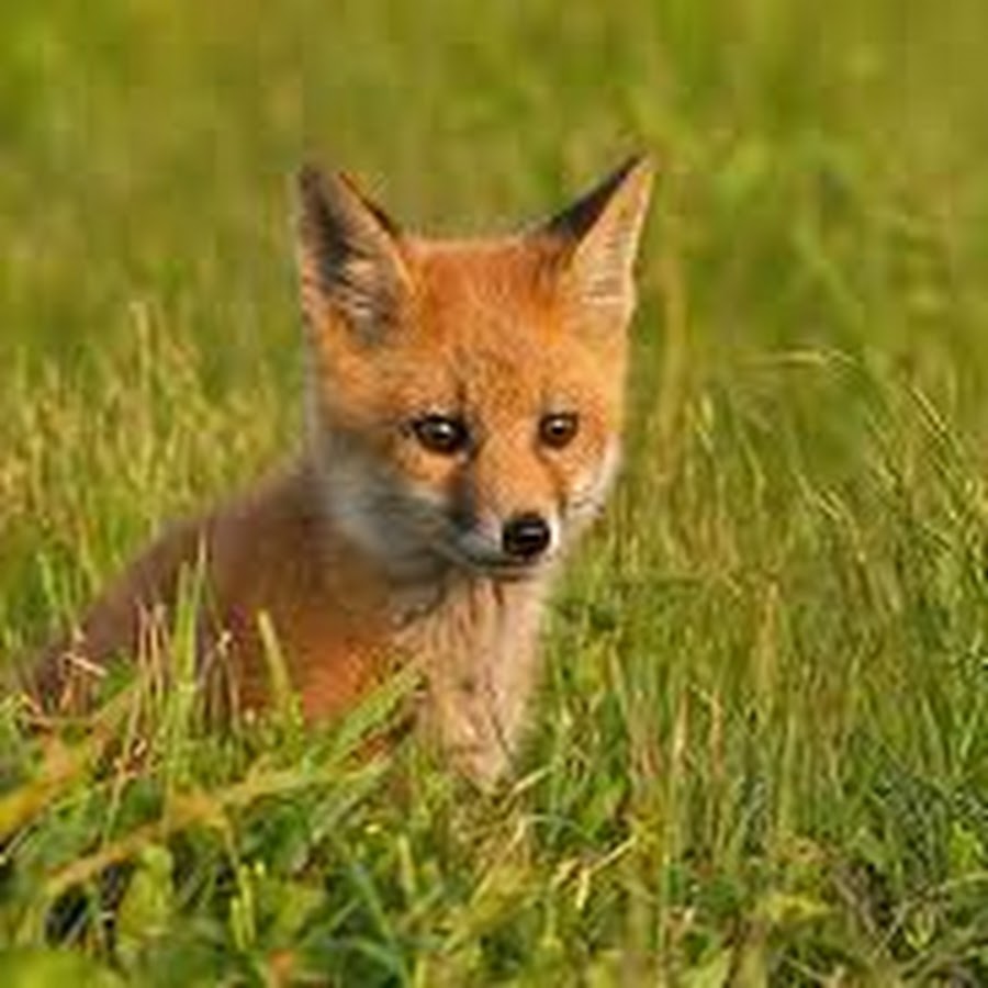 Сколько лисе лет. Fox Puppy. Red Fox Chevrolet. Red Fox yeas. Little Cherry Fox.