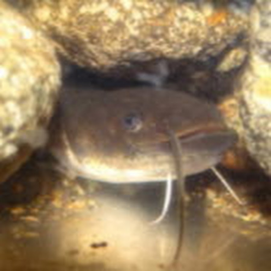 やっちーぶらっくもあ Youtube