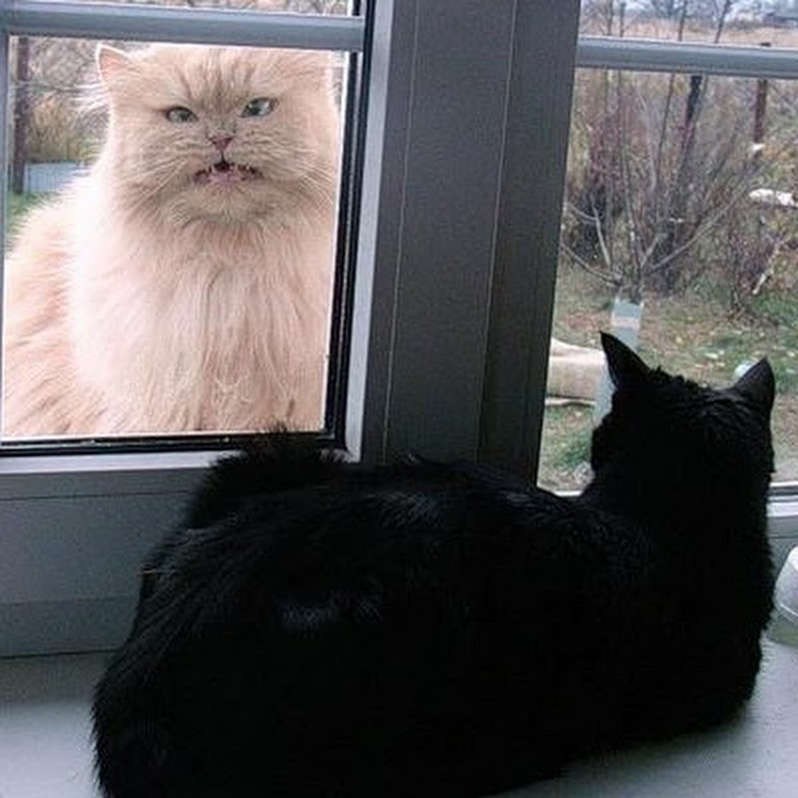 Кошка пришла и ушла. Кот на окне. Толстый кот в окне. Кот пришел. Кот пришел домой.