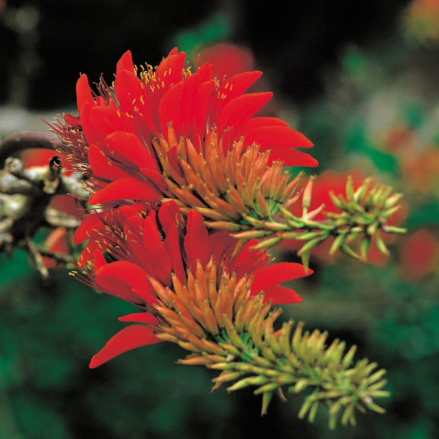 Deigo Okinawa Traditional Music Youtube