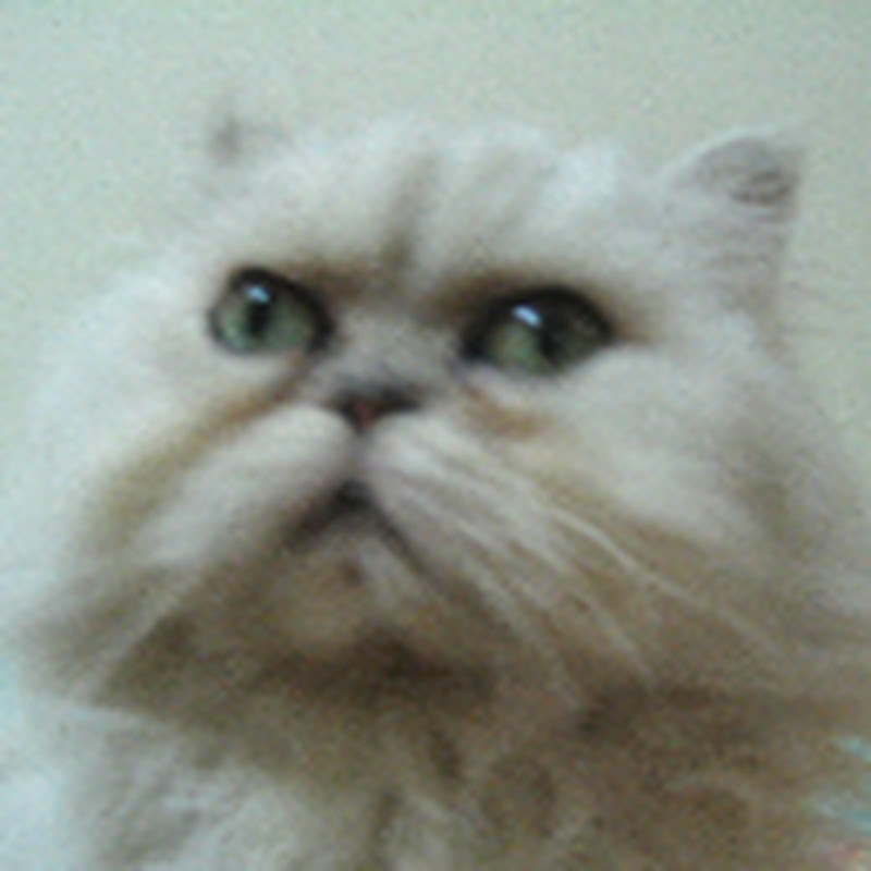 腰子 - 網紅的藏寶箱 