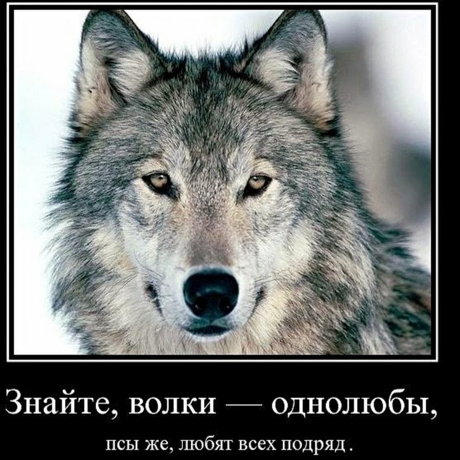 Волк мем. Это волк он. Красивые статусы с волками. Мудрость волка. Волк одиночка цитаты.